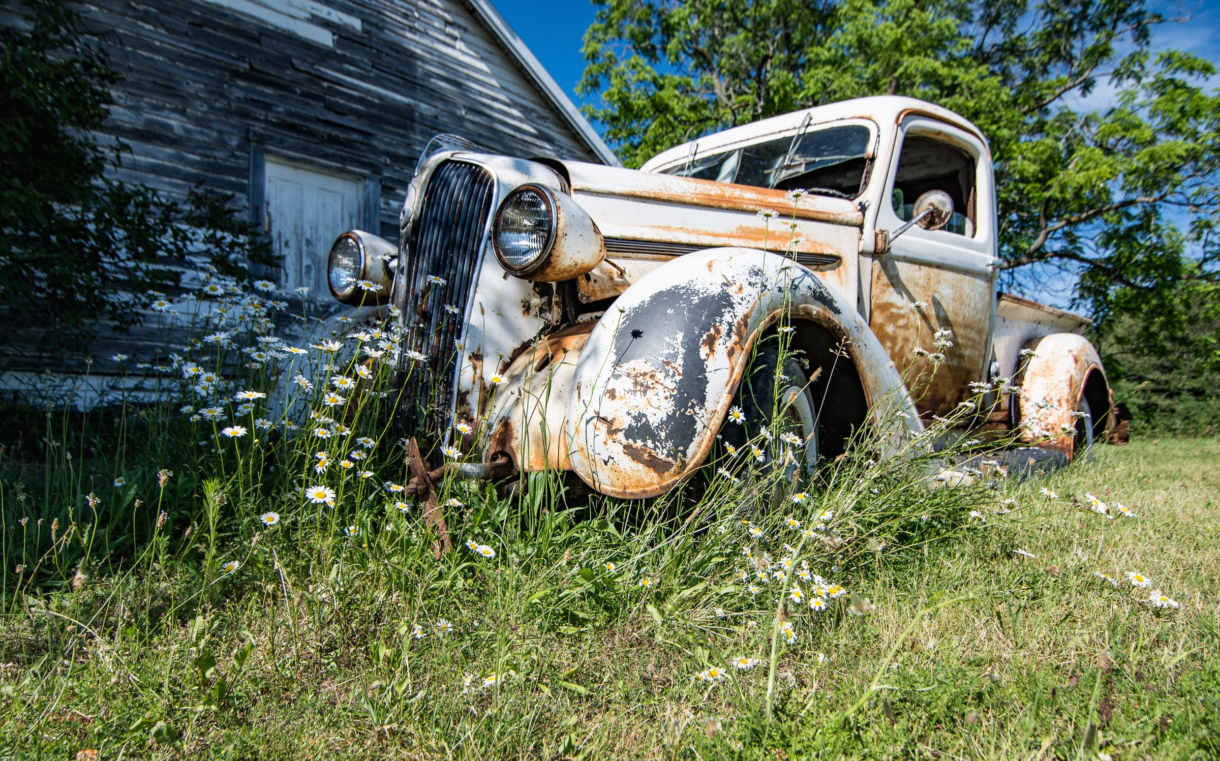 Weathered vintage truck surrounded by wildflowers