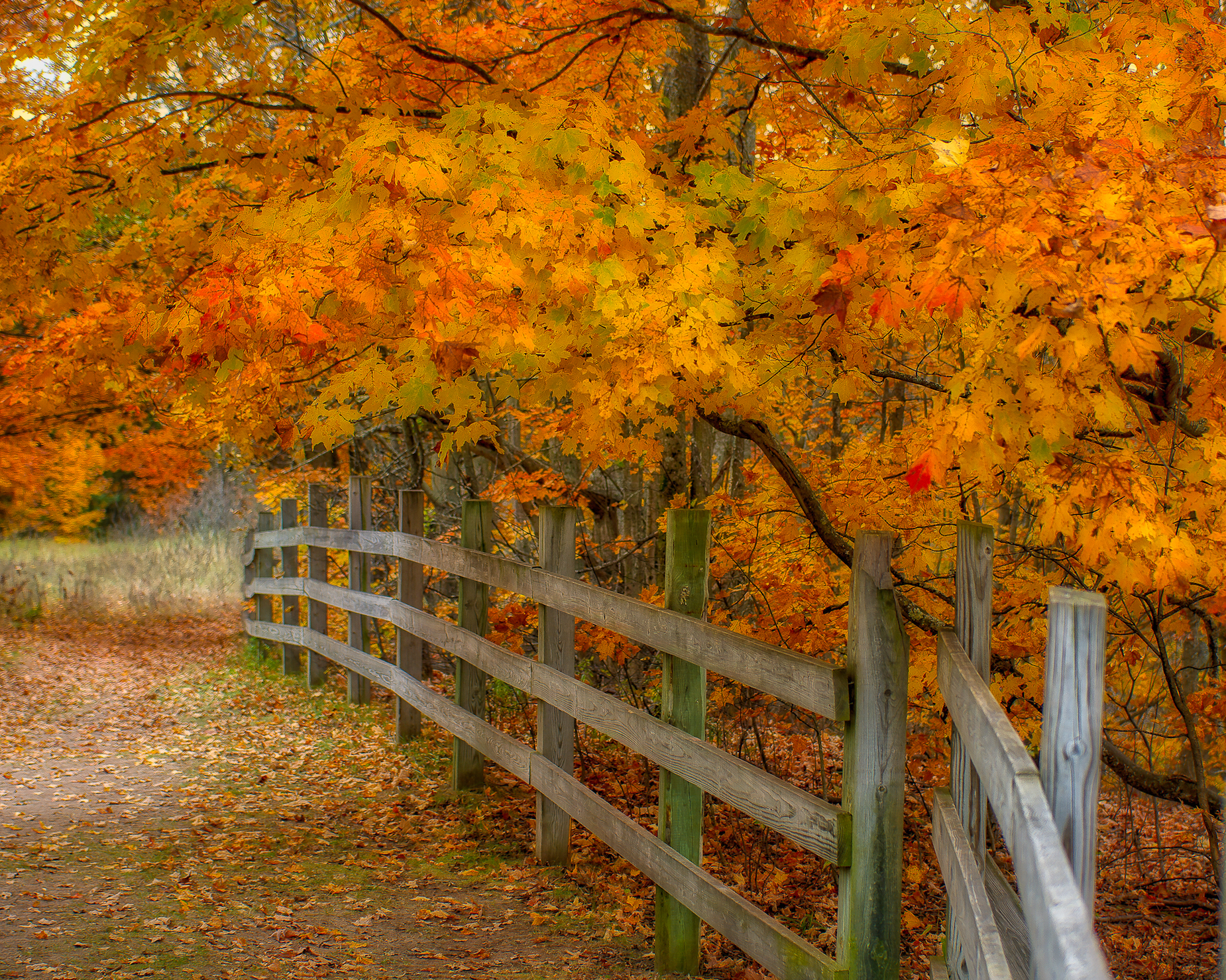 Autumn trail in Northern Michigan