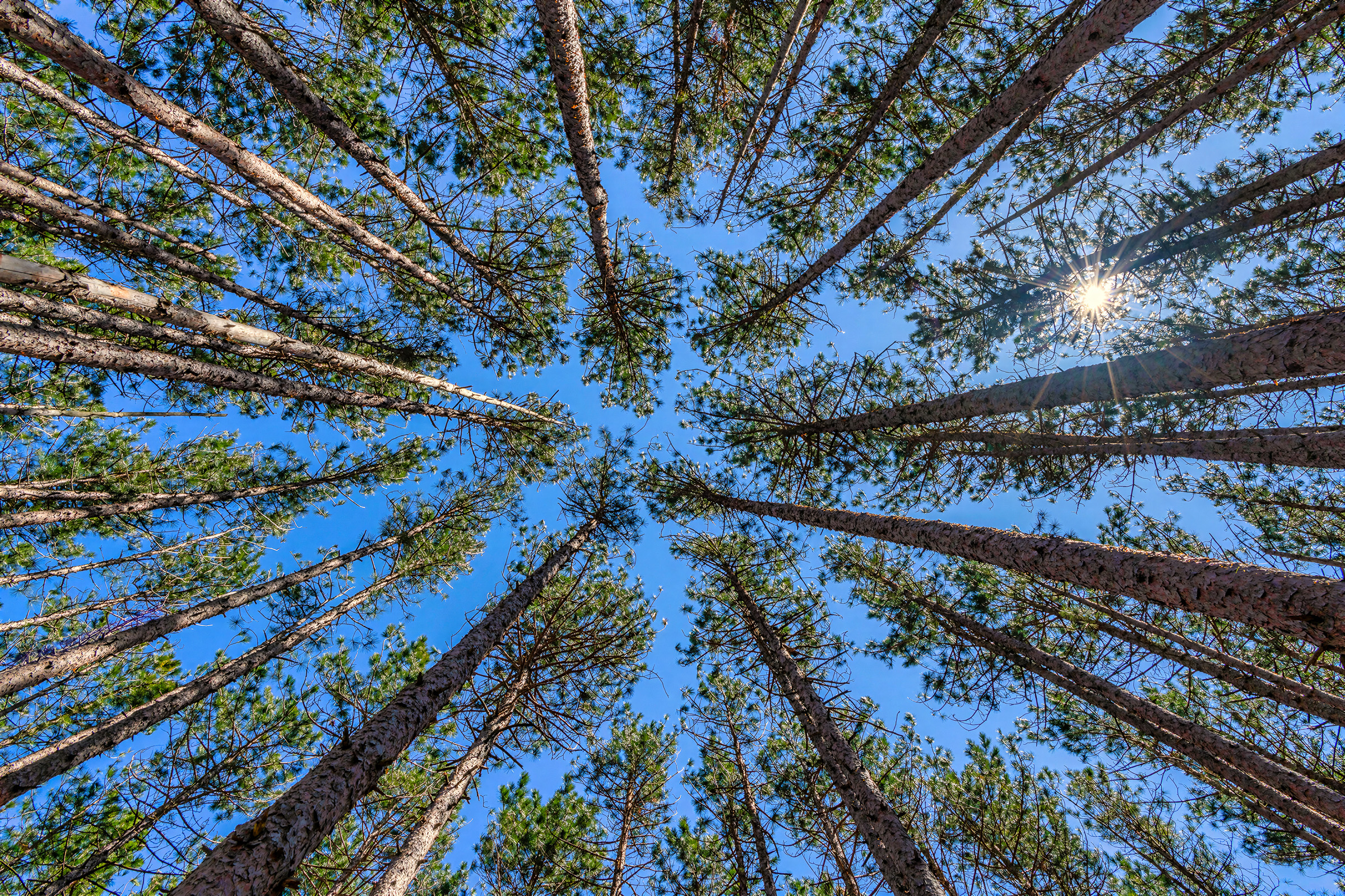 Looking upward through a Northern Michigan forest canopy