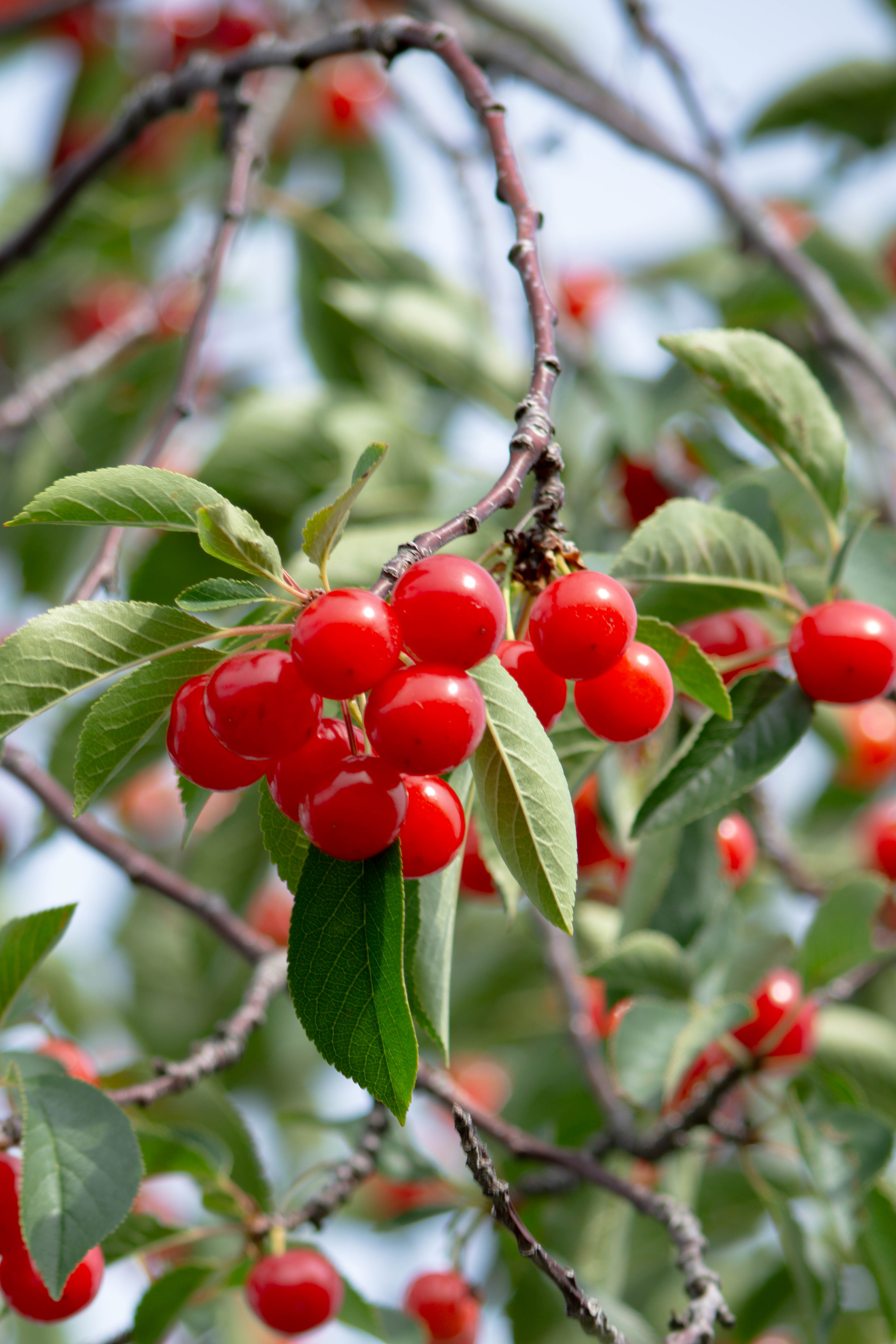 Northern Michigan cherries